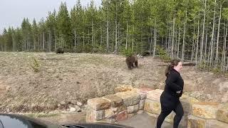 Yellowstone National Park grizzly bear bluff