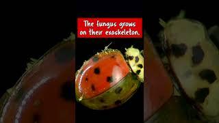 Ladybug Has STD