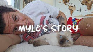 I rescued an abandoned kitten, his name is Mylo. This is his story.