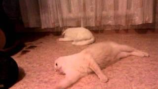 танец котов