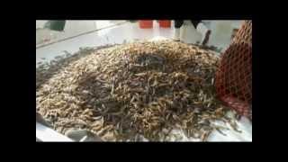 How Does A Shrimp Boat Work?