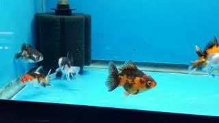 TPO-131 to TPO-140 Baby Goldfish  Oranda Thai High grade Juvenile  show 2-2.5"  Coast Gem USA