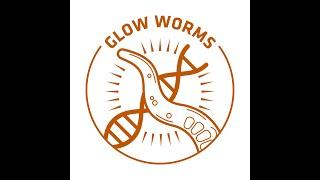 Glow Worms Stream