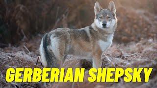 Gerberian Shepsky - The Awesome Mix of German Shepherd Husky Mix - Top 10 Facts