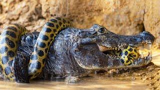 Even Anacondas should stay away from them! Caymans - Ferocious owners of rivers.