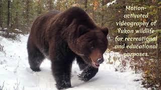Yukon Wildlife Cams - Channel Trailer