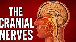 The Cranial Nerves Explained!