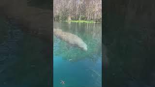 Wild monkey on Ocklawaha River, manatee in Silver River