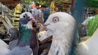 Shyambazar Fancy & High Flying Pigeon Market New Collection| Galiff Street Pigeon Market In Kolkata|