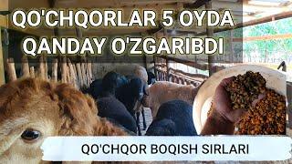 ODDIY USULDA QO'CHQOR BOQISH SIRLARI