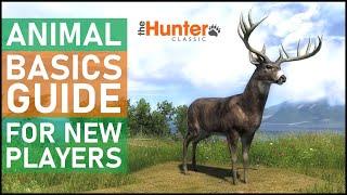 Animal Basics Guide for New Players - theHunter Classic