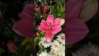 Lilium longiflorum flowers are pink in color, blooming during winter ll#yotube #betshort #viralvideo