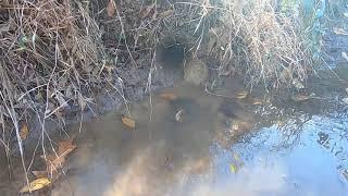 first check on the creek mixed line with catches