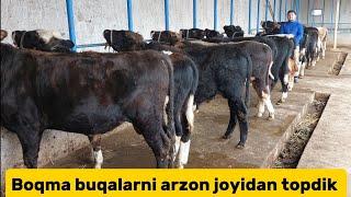 Boqma Va yosh buqalar +99894.206.38.28+99894.066.82.09 arzon joyidan kõring