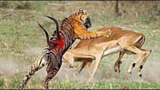 Top 10 Strongest Predators In The Wild - Prey VS Predator - Blondi Foks