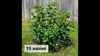 Ванила фрайз метельчатая гортензия