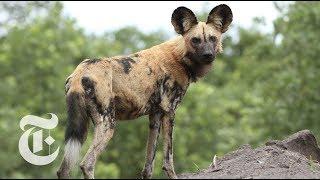 Wild Dogs Sneeze to Hunt | ScienceTake