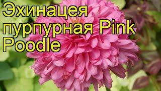 Эхинацея пурпурная (Pink Poodle). Краткий обзор, описание характеристик, где купить саженцы