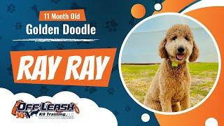 Ray Ray - 11 month old - Golden Doodle - Community K9 Training - Best Dog Trainers Florida