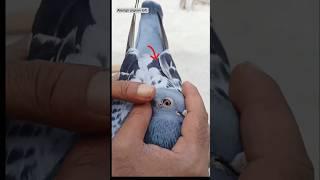 Pigeon treatment ️️#pets #pigeon#duiven#kabotar #pigeonforge#pigeonfancier#instagram#palomas#کبوتر