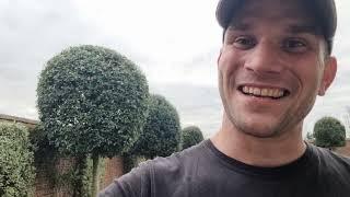 Tree Shaping With Gizzy Green Fingers