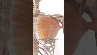 The Pectoralis Minor Muscle