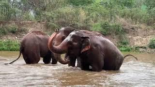 River Fun for Tilly, ThaiKoon, and KhamPuan! - ElephantNews