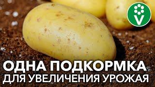 ПОДКОРМИТЕ КАРТОФЕЛЬ ТАК для крупного, здорового и хорошо хранящегося урожая!