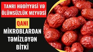 İNNAB-QANDA MİKROBLARI TƏMİZLƏYƏN MÖCÜZƏVİ FAYDALI BİTKİ