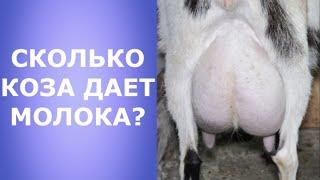 Сколько коза дает молока?