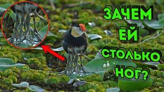 У ЭТОЙ ПТИЦЫ ОТРАСТАЕТ 8 НОГ! Зачем она это делает? | Необычное животное!