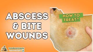 Abscess and Bite Wounds: Treating At Home