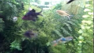 sample video from Umi Plus / camera test - fish 2