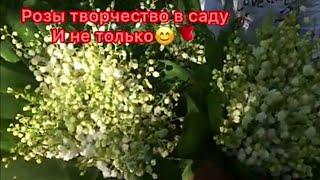 Чем подкормить маленькую розу из черенка для развития? Розы хлорозят,что делать??Супер средство