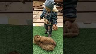 Ебаный сука кот