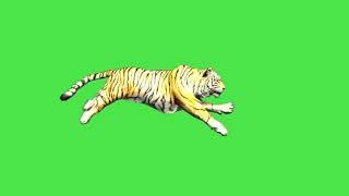 Tiger  Walk Green Screen Video Effect Full HD Free Download