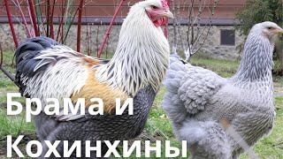 Куры Породы Брама и Кохинхины