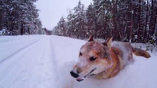 Поход в лес. Тулан догоняет огромную лису. Ищу то, что я потерял вчера #будниолега #походвлес