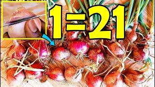 Never buy onions again | How to grow many onions from an onion bottom at home