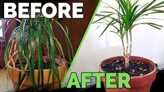 Houseplant Care: Bring Your Houseplant Back to Life!