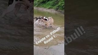 Pitbull fights wild coyote 🫣🫣