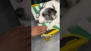 狗狗如果出现频繁的啃脚舔脚，一定要注意，趾间问题可以试试这款宠趾康喷剂，亲测好用！科学养宠攻略养狗经验分享萌宠好物 养狗人