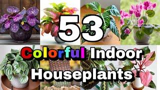 53 Indoor Colorful Houseplants | Indoor Colorful Plants with Names | Best Indoor Plants for Beginner