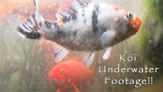 Koi Underwater Camera! Koi Pond- Relaxing, Mindfulness, Zen, Meditation