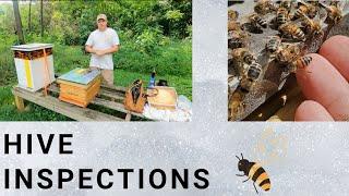 #beekeeping Hive Inspections