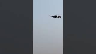 Hornbills