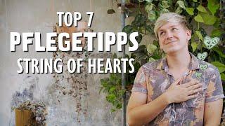 Die 7 BESTEN String of Hearts Pflegetipps + Vermehrung  (Ceropegia woodii / Leuchterblume)