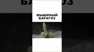 Мышиный барагоз