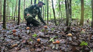 ЗАШЕЛ В ЛЕС И СРАЗУ БЫЛ ОКРУЖЕН ГРИБАМИ! МНОГО ПОДОСИНОВИКОВ В ЕЛОВОМ ЛЕСУ ПОСЛЕ ДОЖДЯ | ГРИБНОЙ БУМ