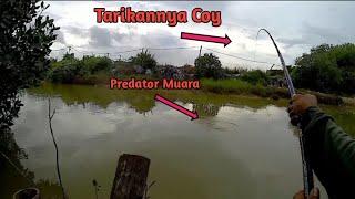 MANCING BELANAK DIHAJAR MONSTER PREDATOR MUARA BARRAMUNDI